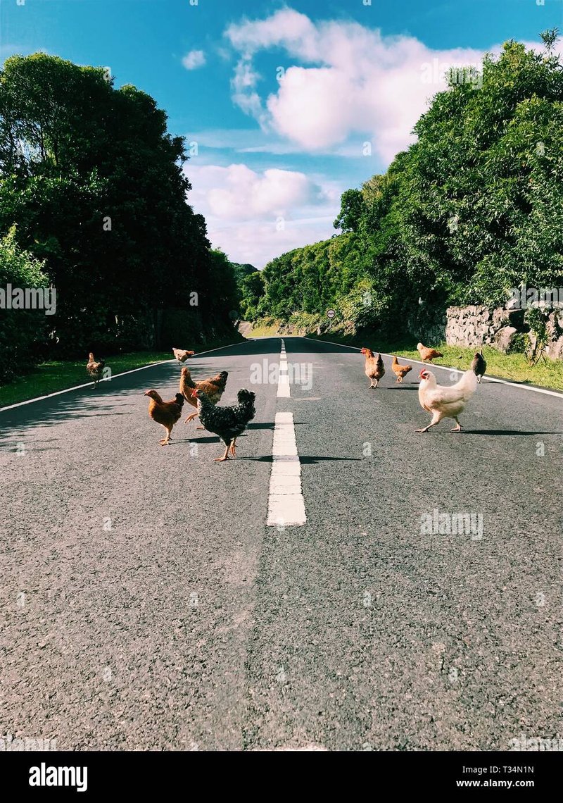 Chicken road españa - Descubre el Fuego del Juego en Chicken Road Casino de España